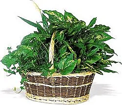 Cesto de plantas mixtas