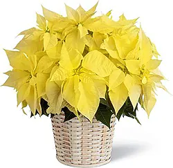 Cesta de flores de Pascua amarillas de primera clase