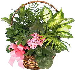 Canasta funeraria de plantas verdes y flores