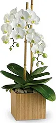 Planta de Orquídea Premium de la mejor calidad arreglada de forma elegante
