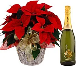 Flor de Pascua roja de primera clase con Champagne