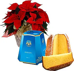 Poinsettia roja con pandoro