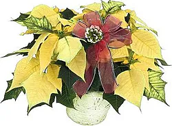 Flor de Pascua amarilla de primera clase