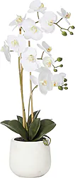 Planta de orquídeas de primera clase